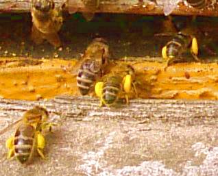 Dieta pszczół to pyłek (białko, witaminy i minerały) i nektar (węglowodany, enzymy).