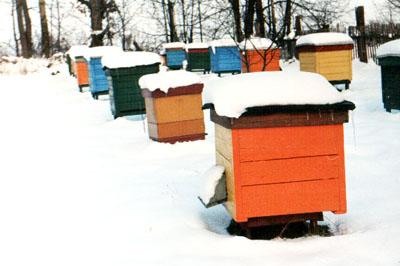 Dobre zdrowie pszczół w czasie zimy to silna rodzina na wiosnę.