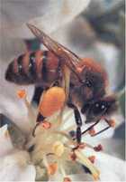 Zbieraczka pyłku pszczelego